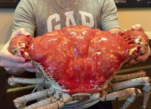 世界上最大的螃蟹有多大呢?