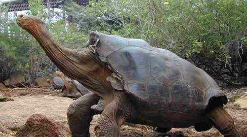 世界上最大的乌龟有多大呢?